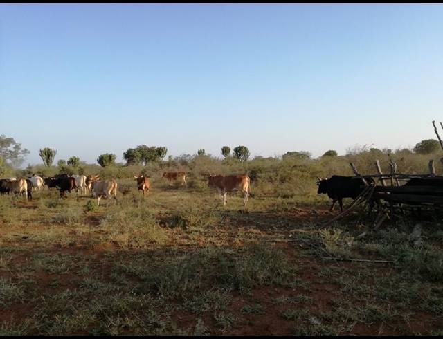 BUSINESS FOR SALE IN MANZINI